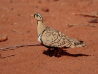 Black-faced Sandgrouse (Pterocles decorates ellenbecki)