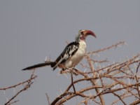 Northern Red-billed Hornbill (Tockus erythrorhynchus)