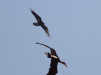 Abdim's Stork (Ciconia abdimii)