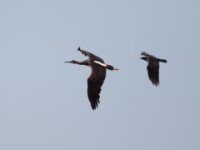 Abdim's Stork (Ciconia abdimii)