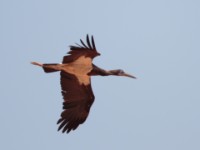 Abdim's Stork (Ciconia abdimii)