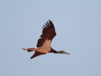 Abdim's Stork (Ciconia abdimii)