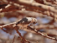 Mouse-colored Penduline Tit (Anthoscopus musculus)