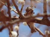 Mouse-colored Penduline Tit (Anthoscopus musculus)