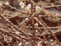 Mouse-colored Penduline Tit (Anthoscopus musculus)