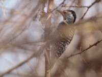 Cardinal Woodpecker (Dendropicos fuscescens hemprichii)