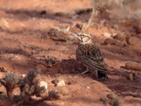 Short-tailed Lark (Spizocorys fremantlii fremantlii)