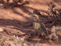 Short-tailed Lark (Spizocorys fremantlii fremantlii)