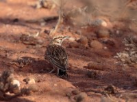 Short-tailed Lark (Spizocorys fremantlii fremantlii)