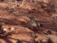 Short-tailed Lark (Spizocorys fremantlii fremantlii)