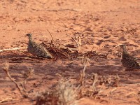 Black-faced Sandgrouse (Pterocles decorates ellenbecki)