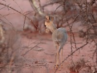 Guenther’s Dik-dik (Madoqua guentheri smithii)