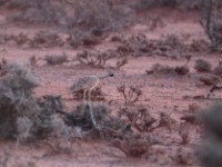 Little Brown Bustard (Eupodotis humilis)