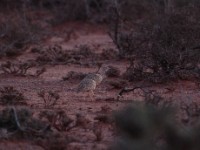 Little Brown Bustard (Eupodotis humilis)